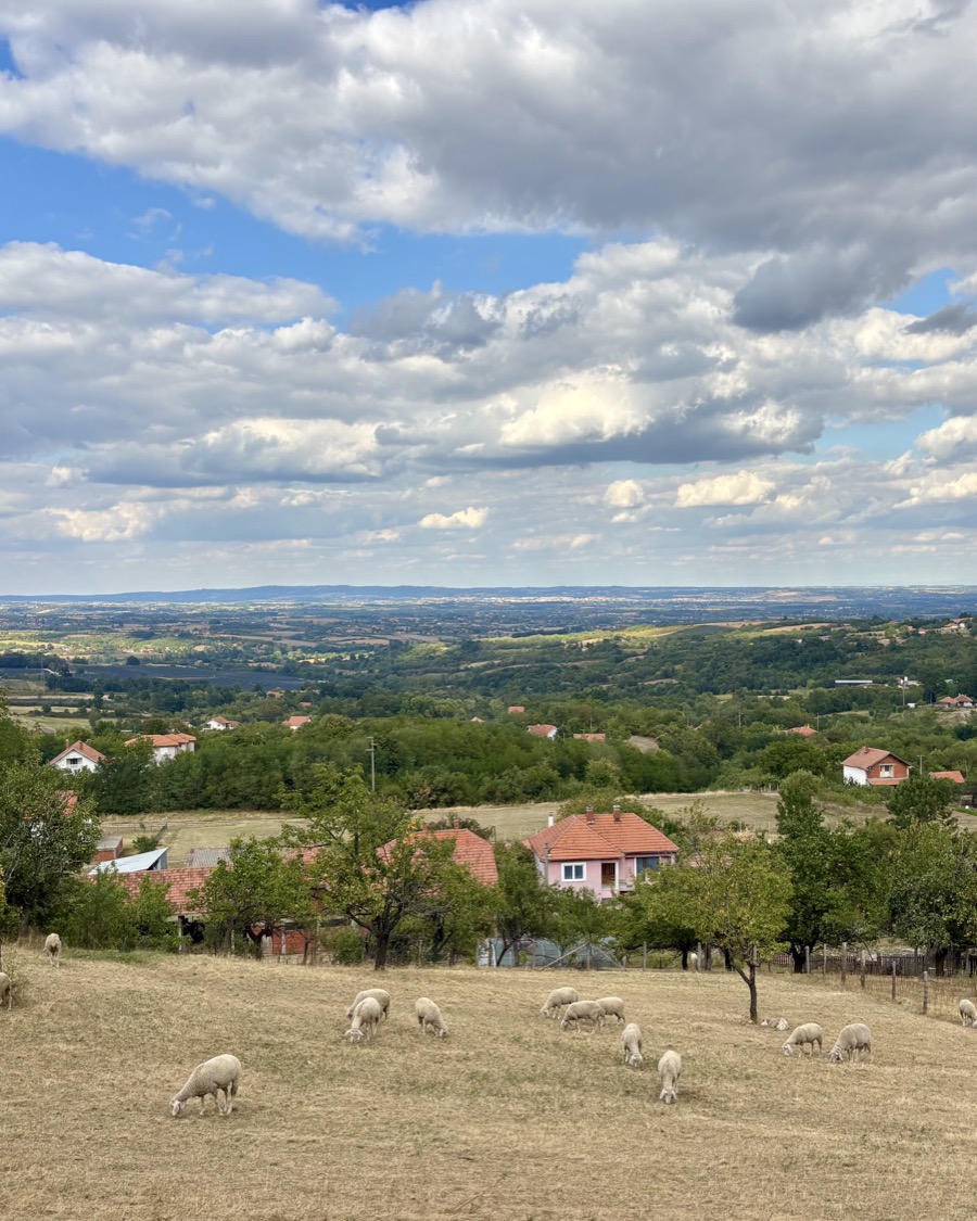 Sheep grazing on a hillside above a Serbian village with red roofs